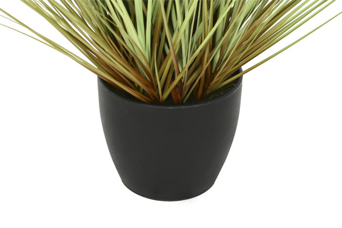 PLANTA PÉ