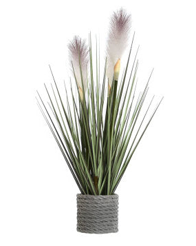 PLANTA PÉ